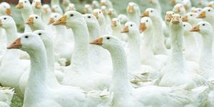 Es muss nicht immer Weihnachtsgans sein. Gerichte nicht nur für die Tage rund um das Fest