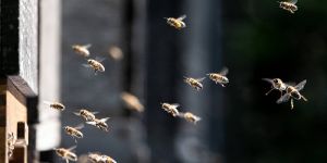 Zwölf Bienenvölker sammeln eifrig Pollen in Heimfelds Gärten