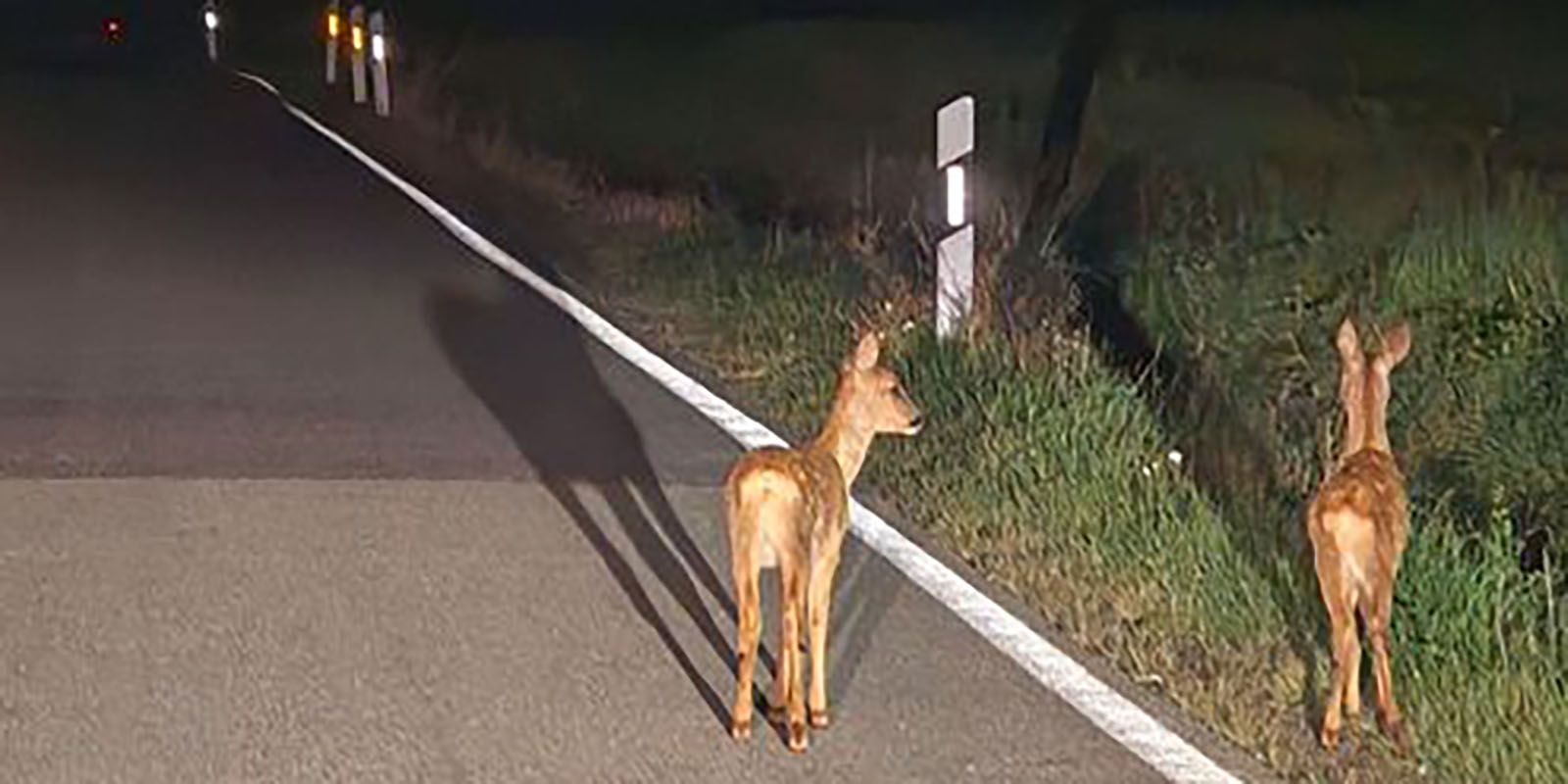 Wild auf der Fahrbahn. Eine Gefahr, die jetzt vermehrt droht. Foto: Polizei Wild auf der Fahrbahn. Eine Gefahr, die jetzt vermehrt droht. Foto: Polizei