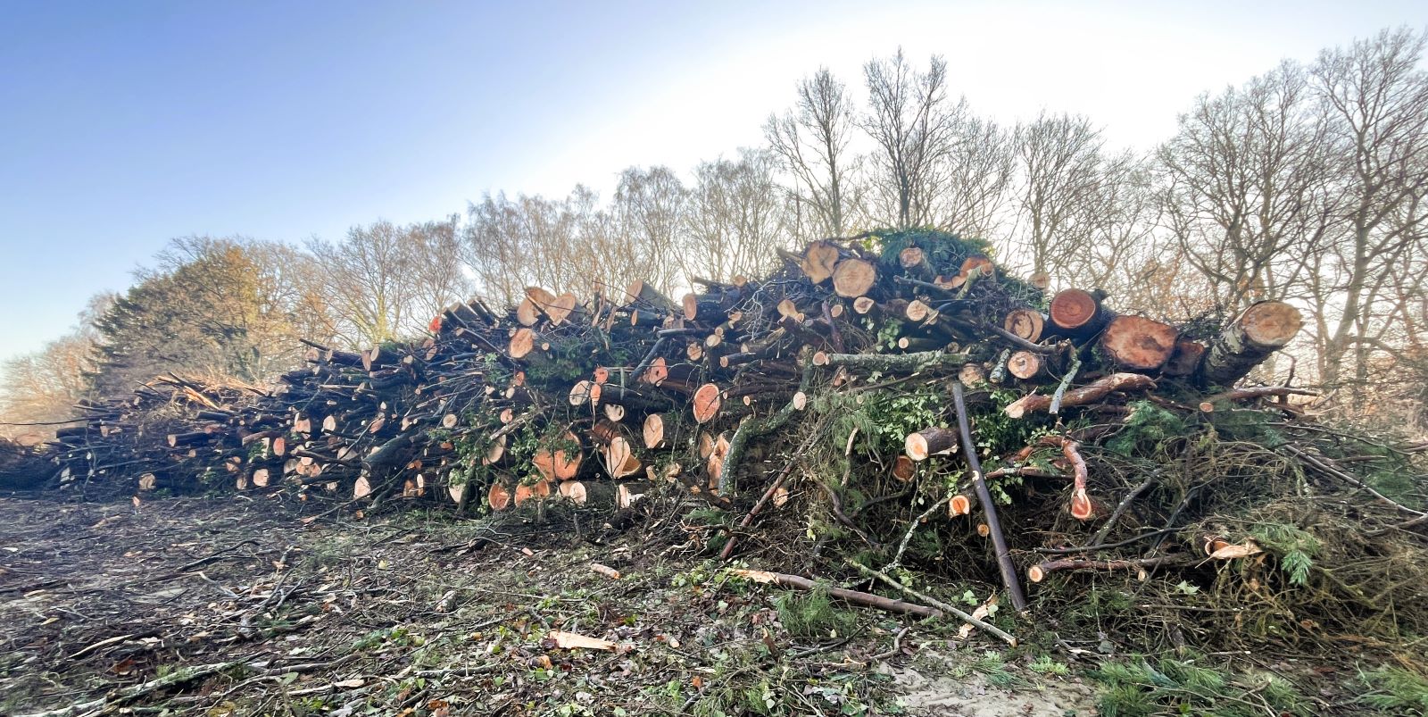 Gefällte Bäume am Stadtpark: Großer Holzstapel in Marmstorf sorgt für Spekulationen