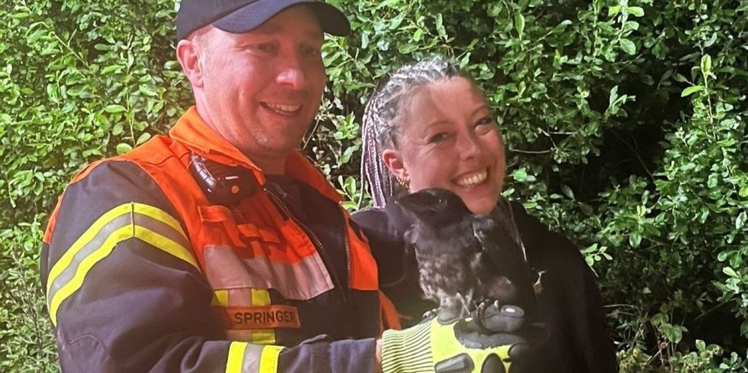 Ungewöhnlicher Einsatz: Feuerwehr Maschen rettet Jungkrähe aus Baum
