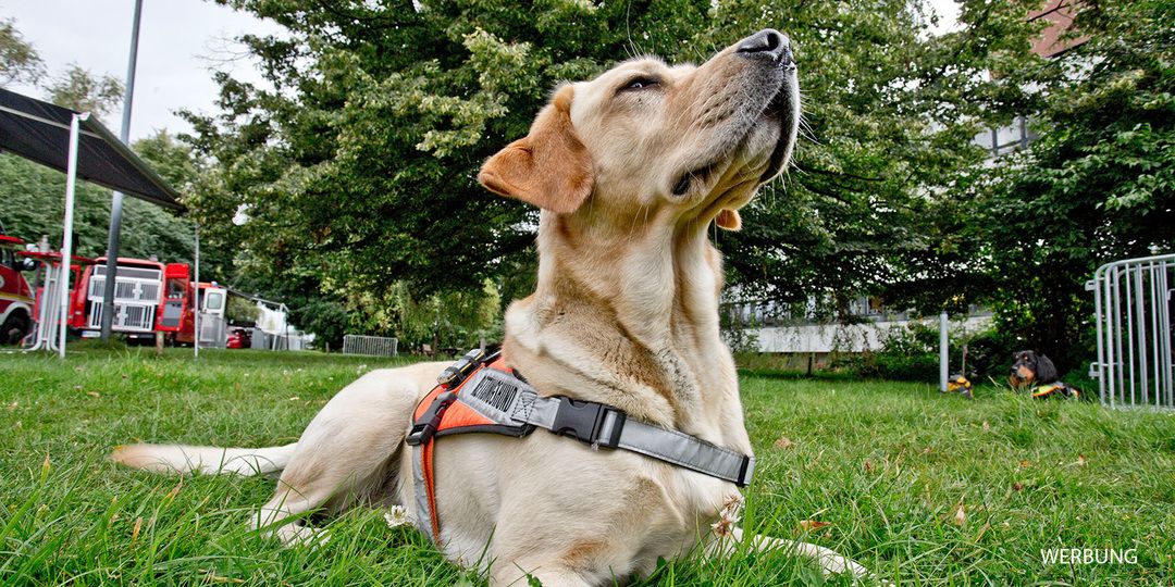 Streit um den Hund: Wenn Haustiere in der Nachbarschaft für Zündstoff sorgen