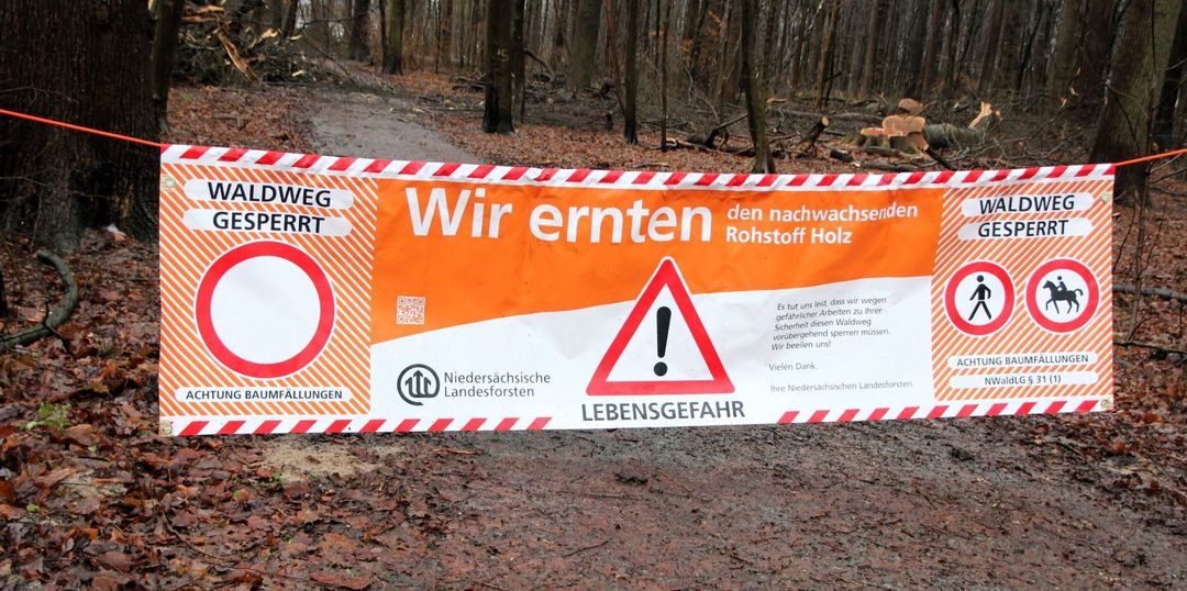 Holz für Eisstiele, Parkett und Brennholz: Im Höpen beginnt die Holzernte