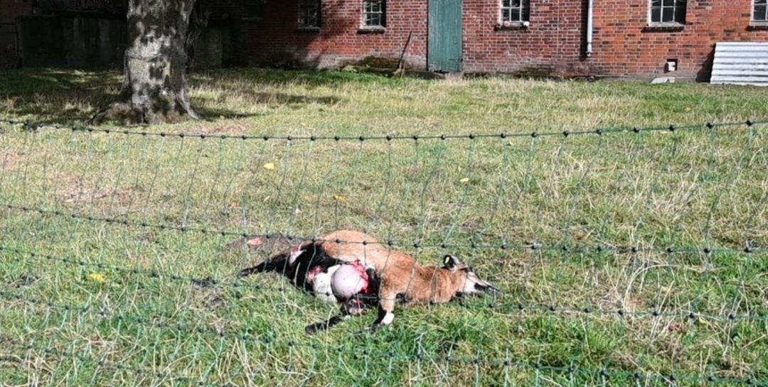 Wolfs-Alarm in Marmstorf: Zwei Schafe gerissen – kehrt das Tier zurück?