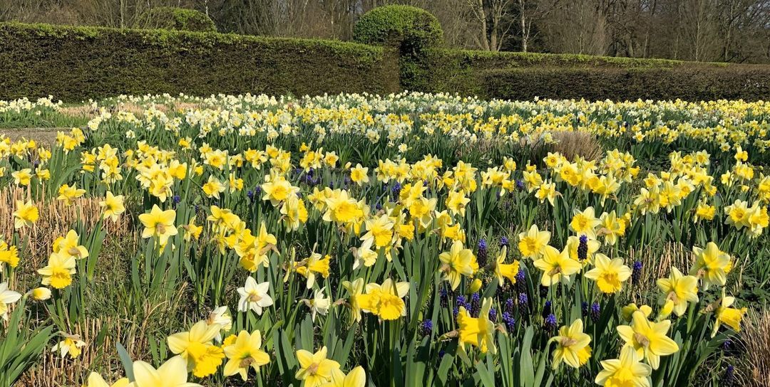 Mehr Blütenvielfalt für den Stadtpark: Narzissenwiese wird aufgewertet