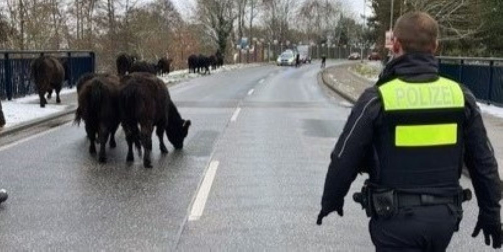 Entlaufene Rinder in Winsen