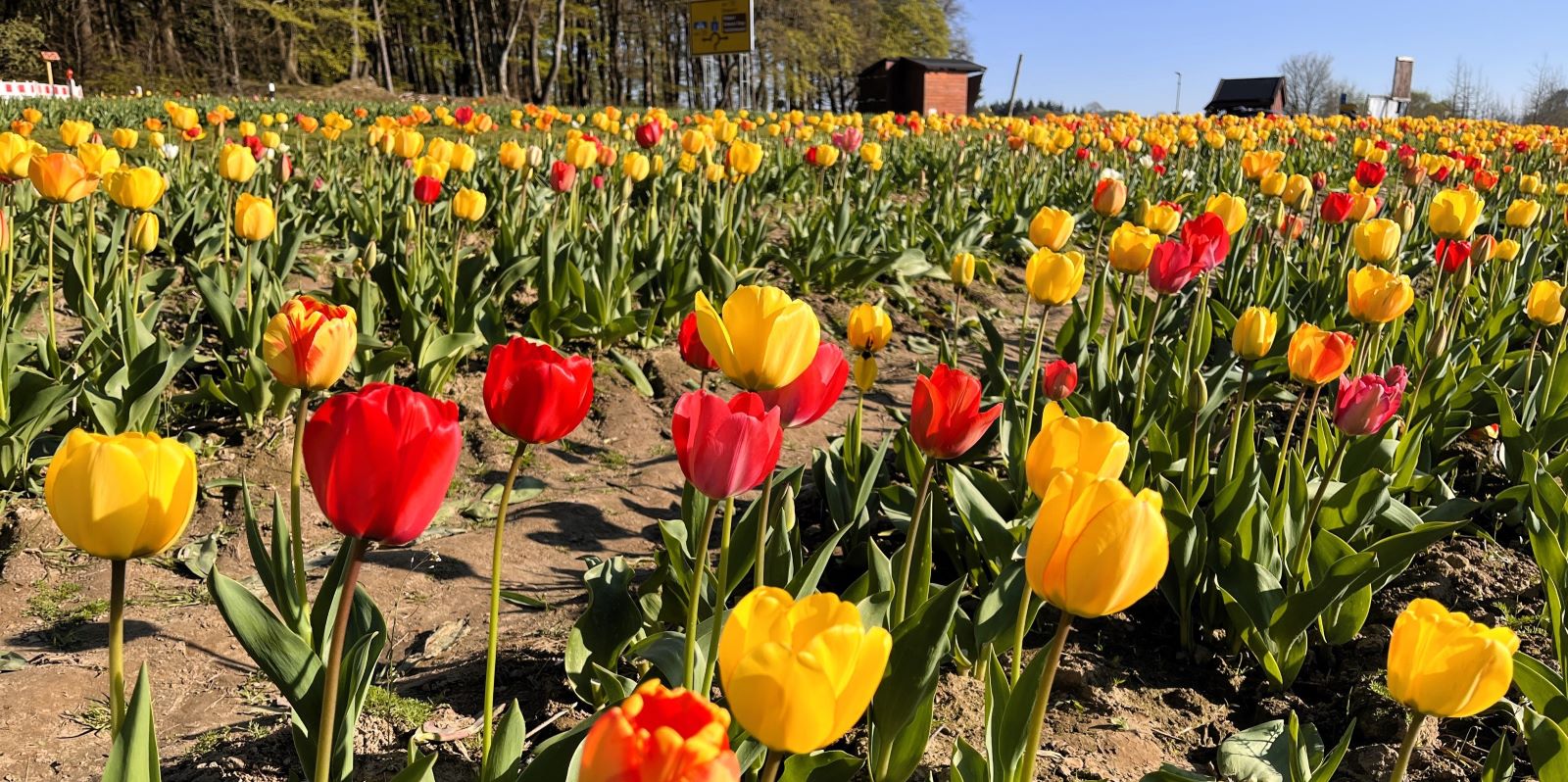 Was für ein schöner Anblick: Vor den Toren Harburgs blühen die Tulpenfelder