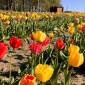 Was für ein schöner Anblick: Vor den Toren Harburgs blühen die Tulpenfelder